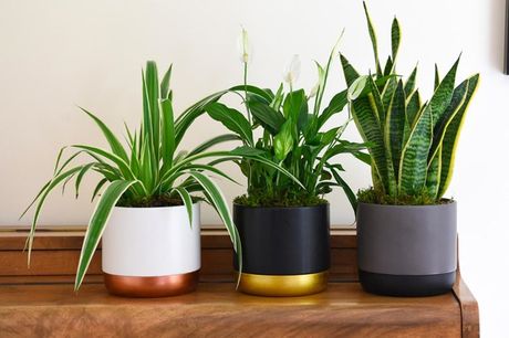 From £19.99 instead of £24.99 for a purifying houseplant collection from Thompson & Morgan - save 20%