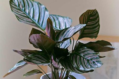 £9.99 for a Calathea ‘Sanderiana’ house plant, £19.99 for two plants, or £29.99 for three plants from Thompson & Morgan 