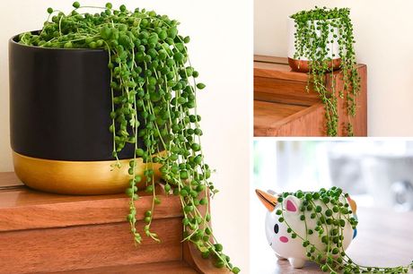 From £4.99 instead of £9.99 for one Senecio string of pearls house plant, choose from three options from Thompson and Morgan – save up to 50%