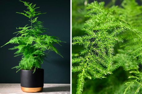£5.99 instead of £12.99 for one potted asparagus fern, £9.99 for two or £14.99 for three from Thompson & Morgan