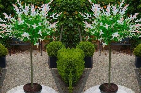 £26.99 instead of £59.95 for a Pair of Salix Flamingo Trees from Gardening Express – save 55%