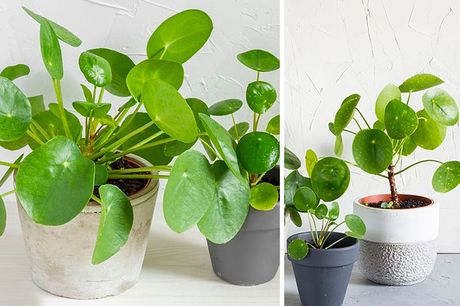 £6.99 instead of £9.99 for one Pilea Chinese money plant, £12.99 for two from Thompson & Morgan!