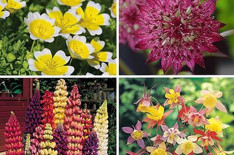 From £4.99 instead of £9.99 for a 10 pack of Nurserymans Choice flower seeds from Thompson & Morgan - choose your quantity!