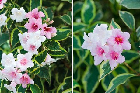 £6.99 instead of £9.99 for one weigela ‘Florida variegata’ potted plant, £9.99 for two or £14.99 for three from Thompson & Morgan - save up to 30%