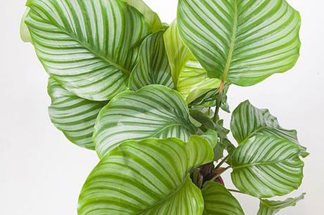 £11.99 for one calatheas species orbifolia house plant or £22.99 for two from Thompson & Morgan