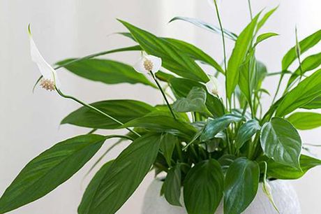 £14.99 for three ‘peace lily’ houseplants from Thompson & Morgan