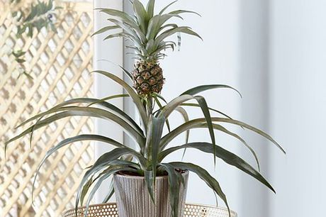 £18.99 instead of £24.99 for a pineapple plant from Thompson & Morgan - save 24%