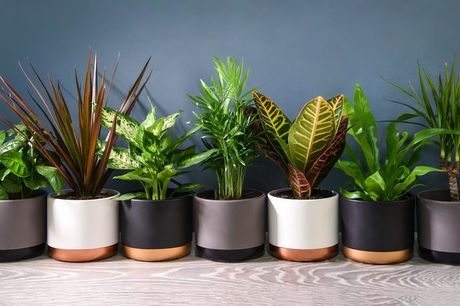 £10.99 for three Scandi houseplants or £18.99 for six houseplants from Thompson & Morgan!