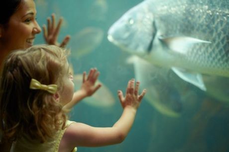 Pass annuel adulte (plus de 13 ans) ou enfant (moins de 13 ans) à l'aquarium de Paris (jusqu'à 15% de réduction)