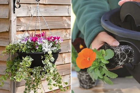 From £6.99 for a BloomAround Hanging Basket - 3 Options! from Thompson and Morgan - save up to 67%