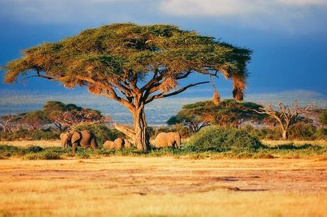 Kenya Kenya - Combinato Pinewood Beach Resort &amp; Spa 4* e safari nello Tsavo a partire da € 6.... Avventura da 7 a 11 notti tra Parchi Nazionali e spiagge incredibili