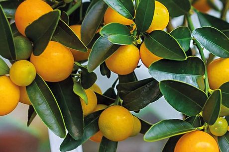 £5.99 instead of £13.99 for a single citrus tree plant or £11.99 for a set of three citrus tree plants from Thompson & Morgan - save up to 57%