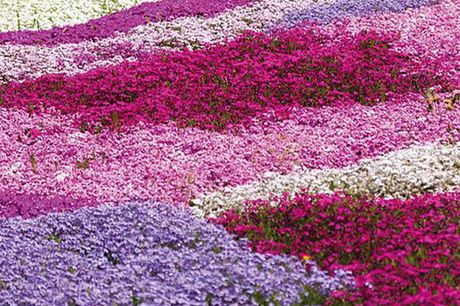 From £5.99 instead of £7.99 for a creeping phlox garden collection from Thompson & Morgan - save up to 25%