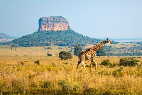 Sudafrica Sudafrica - Safari al Pan African Safari Lodge 4* a partire da € 773,00. Incontro con i Big Five e numerose escursioni da 7 a 12 notti
