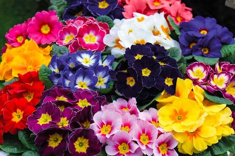 £8.99 for 72 mixed plants including pansies, violas, primrose, polyanthus and bellis perennis from Thompson & Morgan