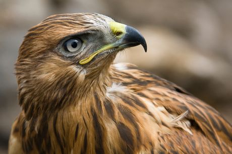 £18 -- 2-hour birds of prey experience in Rutland