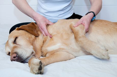 £5 instead of £49 for an online Animal Physical Therapy course from Holly & Hugo 