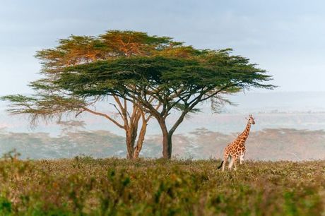 Sudafrica Sudafrica - Royal Marlothi Kruger Safari Lodge & Spa 4* a partire da € 868,00. Da 7 notti: Autentica immersione nella natura con escursioni