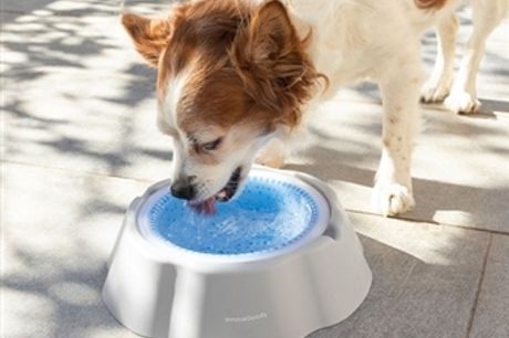 Bebedouro Refrescante para Cães e Gatos por 20€. Água fresca durante mais tempo. VER VIDEO. PORTES INCLUÍDOS.