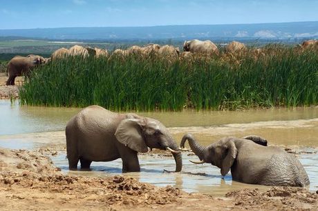 Zuid-Afrika Kruger National Park - Pan African Lodge 4* vanaf € 1 015,00. Op zoek naar de Big Five met inbegrepen game drive en excursies, vanaf 6 nachten