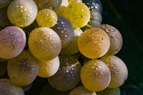 £175 -- Stay in the Champagne region w/tastings & vineyard tour
