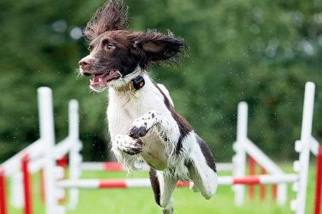 £9 -- Dog festival in Kent, save 40%