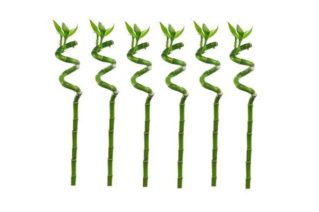 Lucky Bamboo stems - set of 6