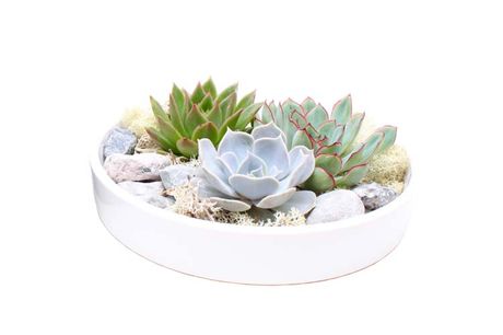 Echeveria Garden Mix in white bowl
