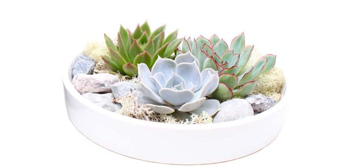 Echeveria Garden Mix in white bowl