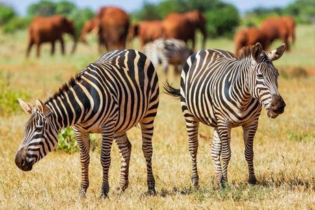 Kenia Kenia - Safari van 2 tot 4 nachten + Temple Point Resort 4*  vanaf € 1 004,00. Op zoek naar prachtige dieren in Tsavo East National Park 