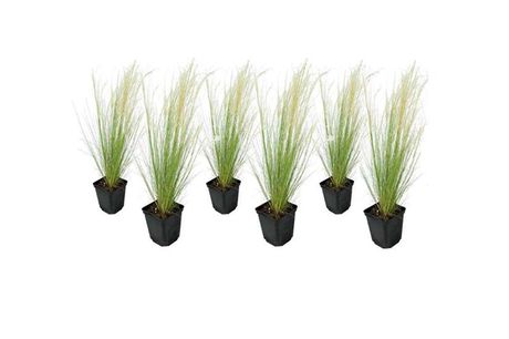 Stipa 'ponytail' grassen - set van 6